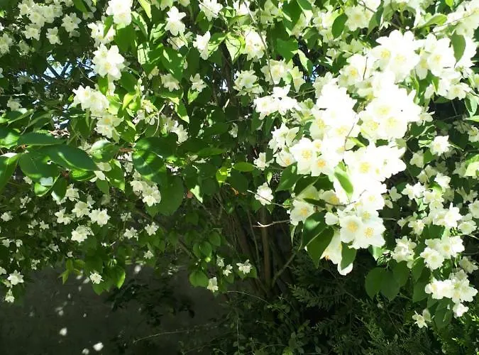 Les Seringats 아파트 *